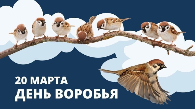 Сегодня — День воробья!